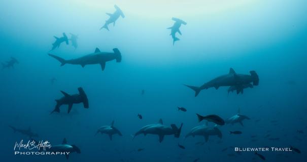 A school of hammerhead sharks in the Socorro Islands, Mexico.