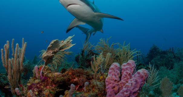 A shark swims above a reef in Honduras, home to some of the best scuba diving in April