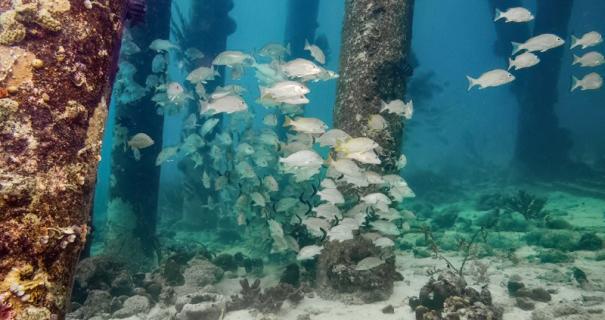 Best Dive Sites in Bonaire