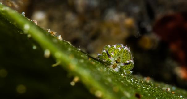 A tiny Shaun the Sheep nudibranch on a piece of seagrass in Anilao