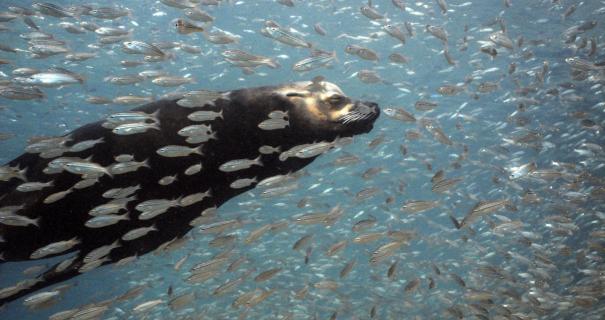 A seal swims through a school of fish.