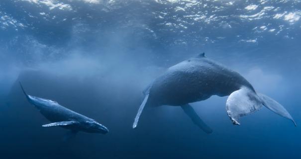 humpback whales at Socorro