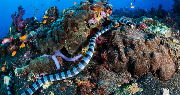 A banded sea krait swims along a coral reef.