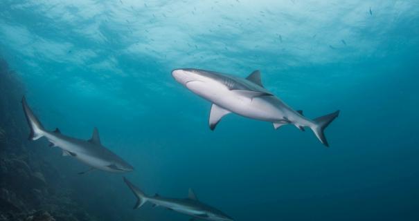 Sharks swimming in Fiji