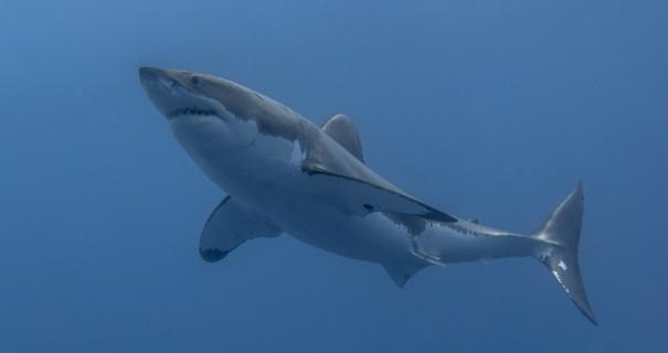 A great white shark swims in Guadalupe