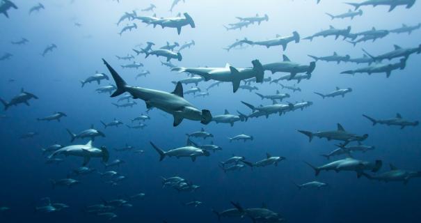Schooling hammerhead sharks swimming in blue water.