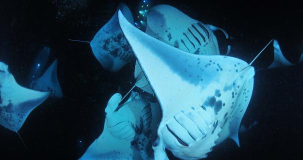 Manta rays swim at night along Hawaii's Kona coast.
