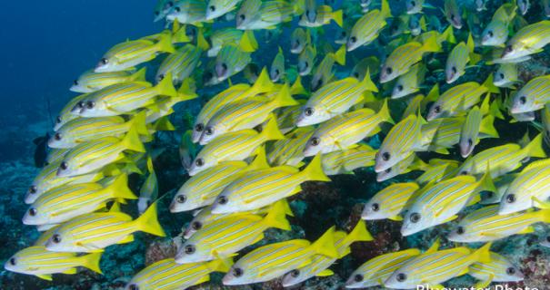 A school of yellow fish