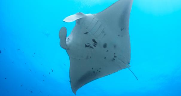 The spotted belly of a manta ray