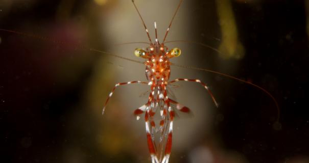 A tiny shrimp in the Maldives