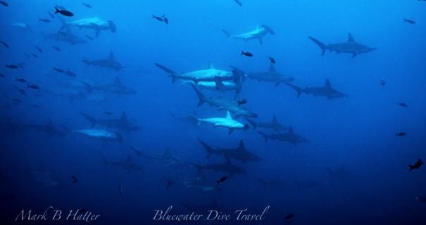 Best diving in May with hammerhead sharks in Galapagos.