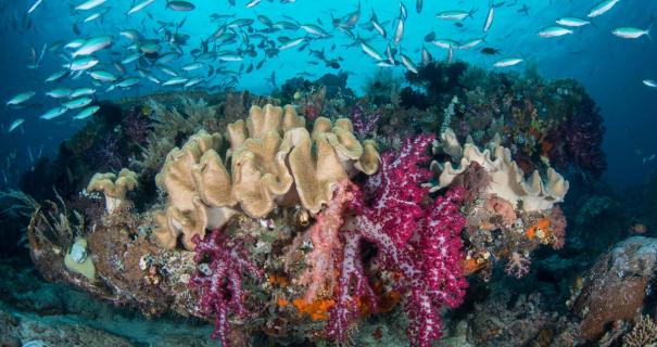 A colorful coral reef in Raja Ampat