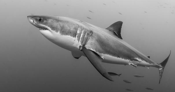 A great white shark in Guadalupe
