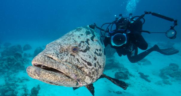 A grouper seen diving with Mike Ball Expeditions