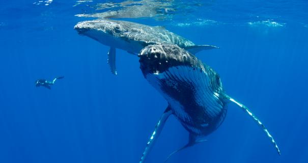 Humpback whales swimming near the surface