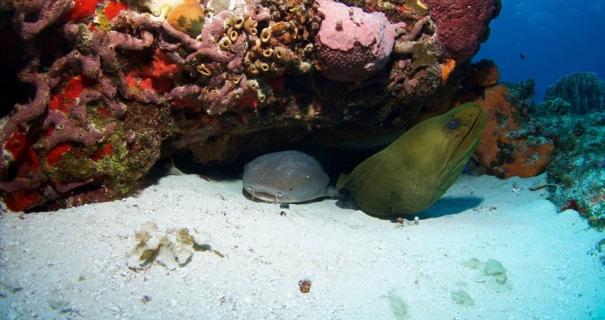 A nurse shark and a moray eel on a sandy bottom next to a reef.