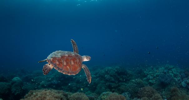 A turtle swims underwater in the Philippines