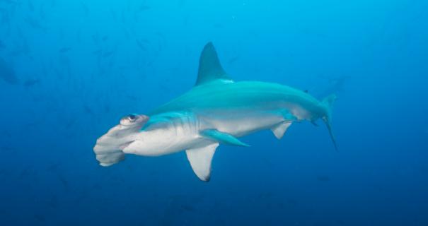 A hammerhead shark swimming.