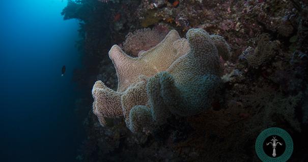 Recap of scuba diving Palau