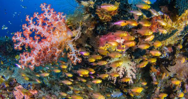 A coral reef teems with life in Raja Ampat