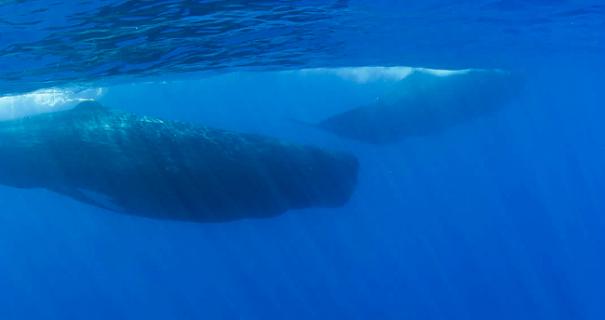 Sperm whale swimming near the surface.