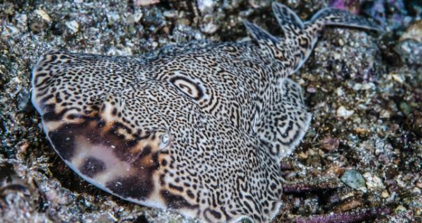 A ray rests on the ocean floor.