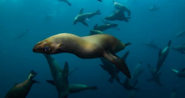 Sea lions frolic in Baja, Mexico
