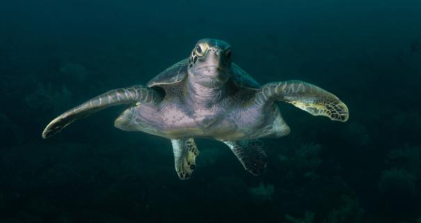 Sea of Cortez Turtle