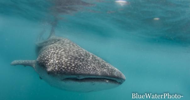A whaleshark in the Sea of Cortez
