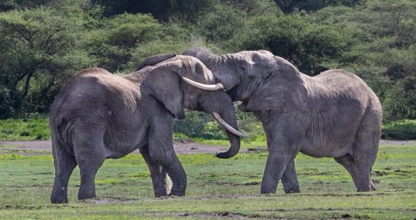 Bull elephants during a Tanzania safari
