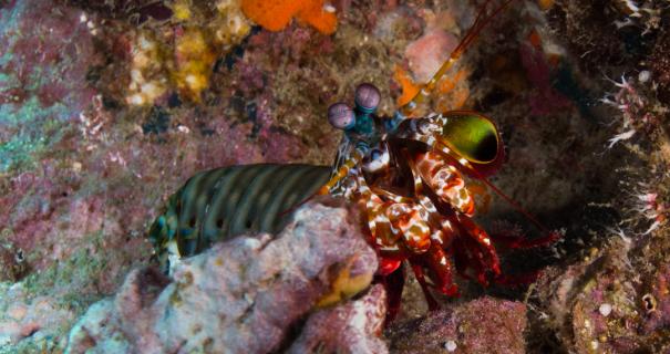 A peacock mantis shrimp on a coral reef