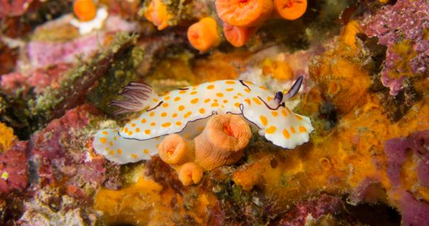 A nudibranch on a coral reef