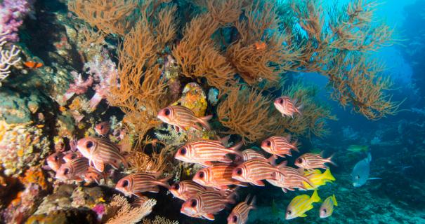 A vibrant coral reef in the Andaman Sea