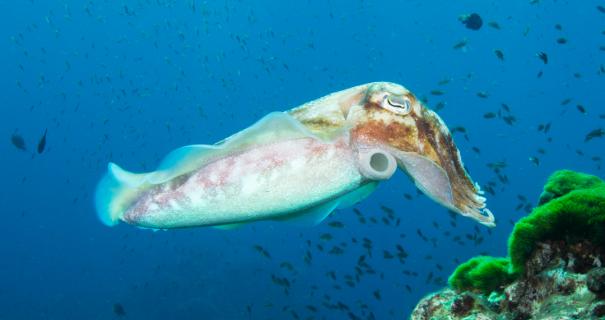 A cuttlefish swimming