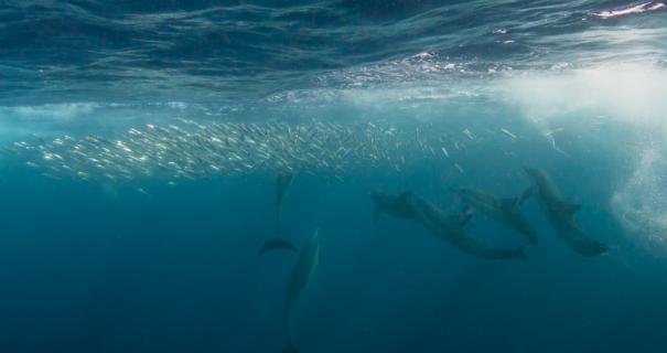 A pod of dolphins swims near the surface in South Africa