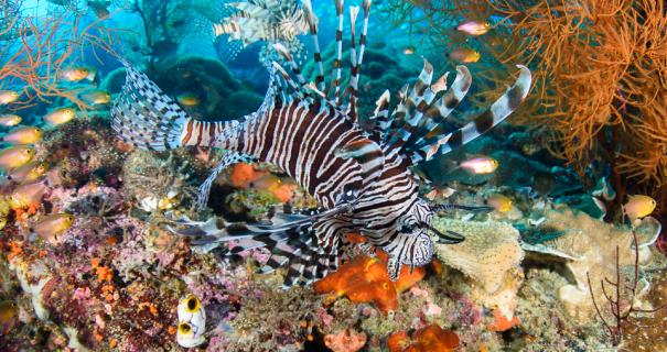 Raja Ampat stunning coral reef