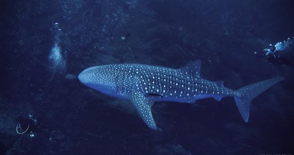 Divers swim with a whale shark underwater in Socorro Islands, Mexico