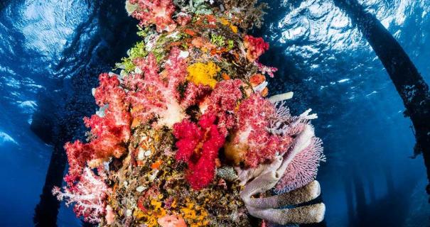 Coral adorns a column at one of the best dive sites in the world