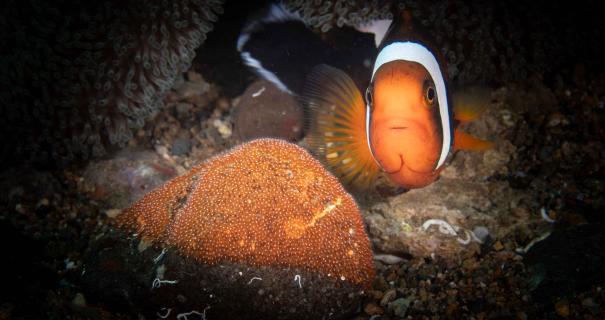 Clown fish guarding eggs in Anilao Philippines by Kevin K Hurtz