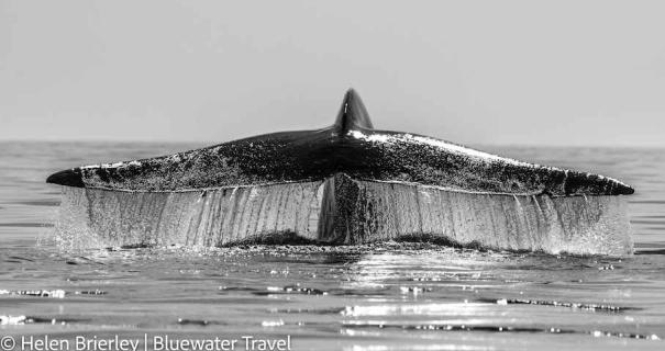 A whale tail emerges from the water in Baja Mexico.