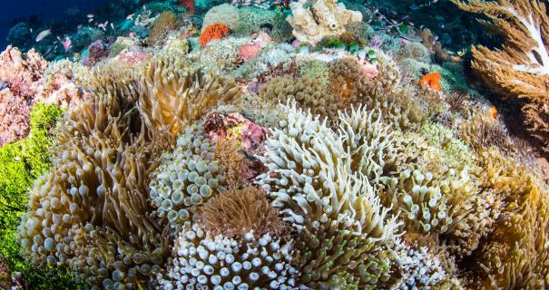 A reef covered in colorful soft corals in Indonesia's best diving area.