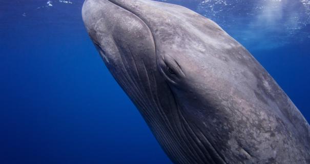 close up of blue whale's face