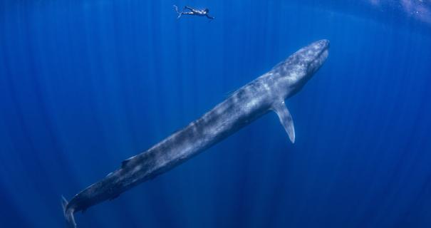 blue whale swimming underwater with freediver following