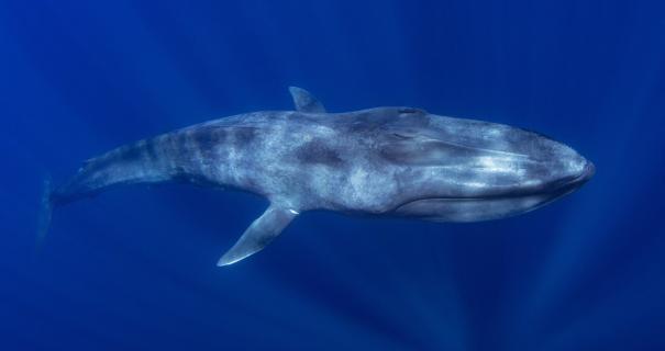 blue whale swimming underwater
