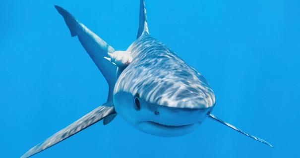 A shark swims in Cabo