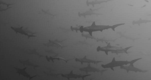 A large school of hammerhead sharks swim underwater in Cocos Island
