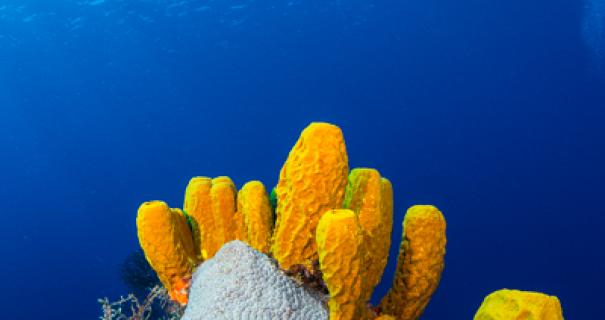 Yellow tube sponges