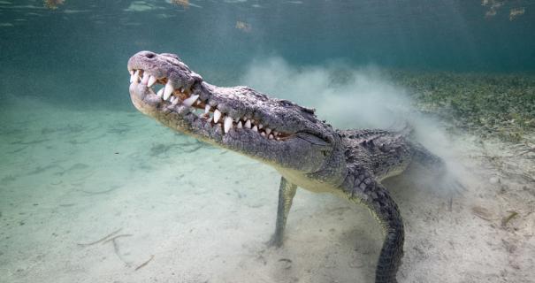 Crocodile in Mexico