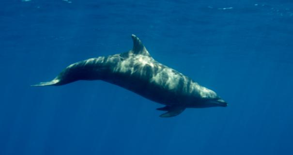 A dolphin swims in La Paz