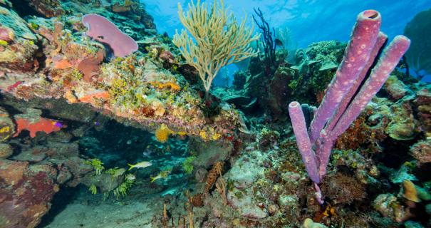 Scuba diving Dominican Republic's coral reefs.